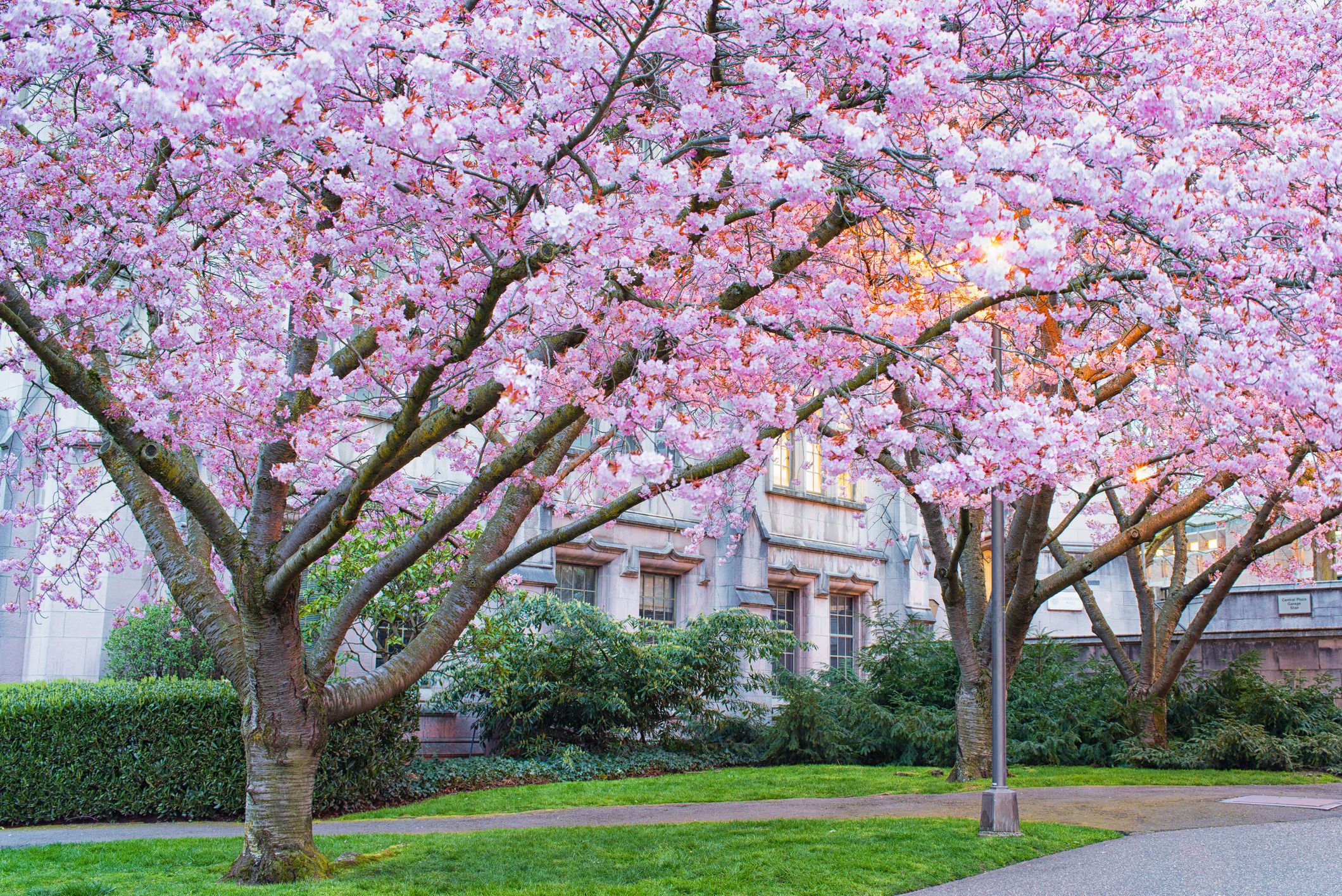 Big beautiful pink and white cherry flowers in spring outdoor