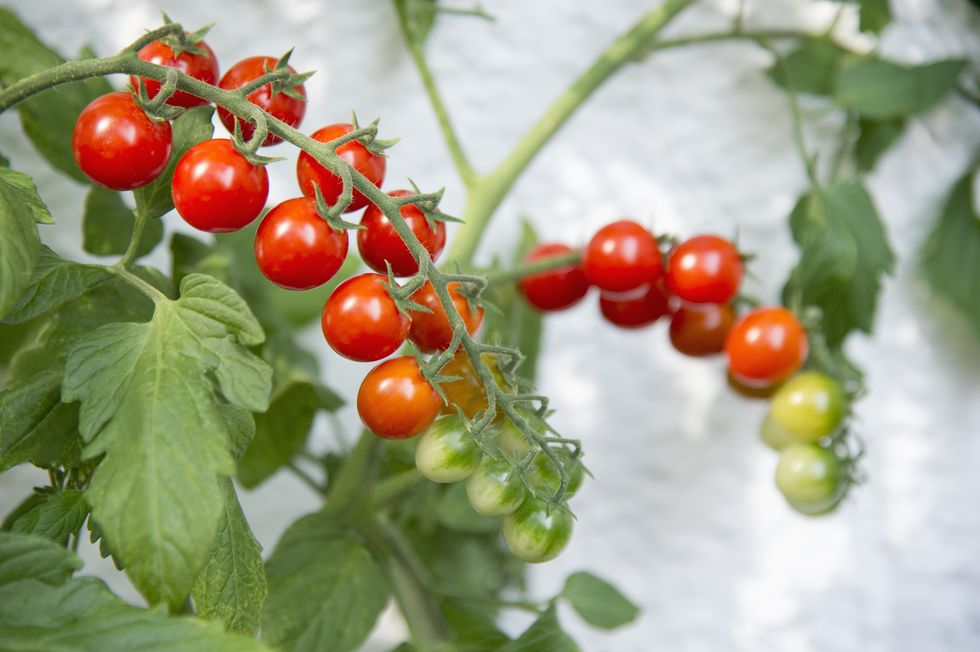 cherry tomato plant on balcony