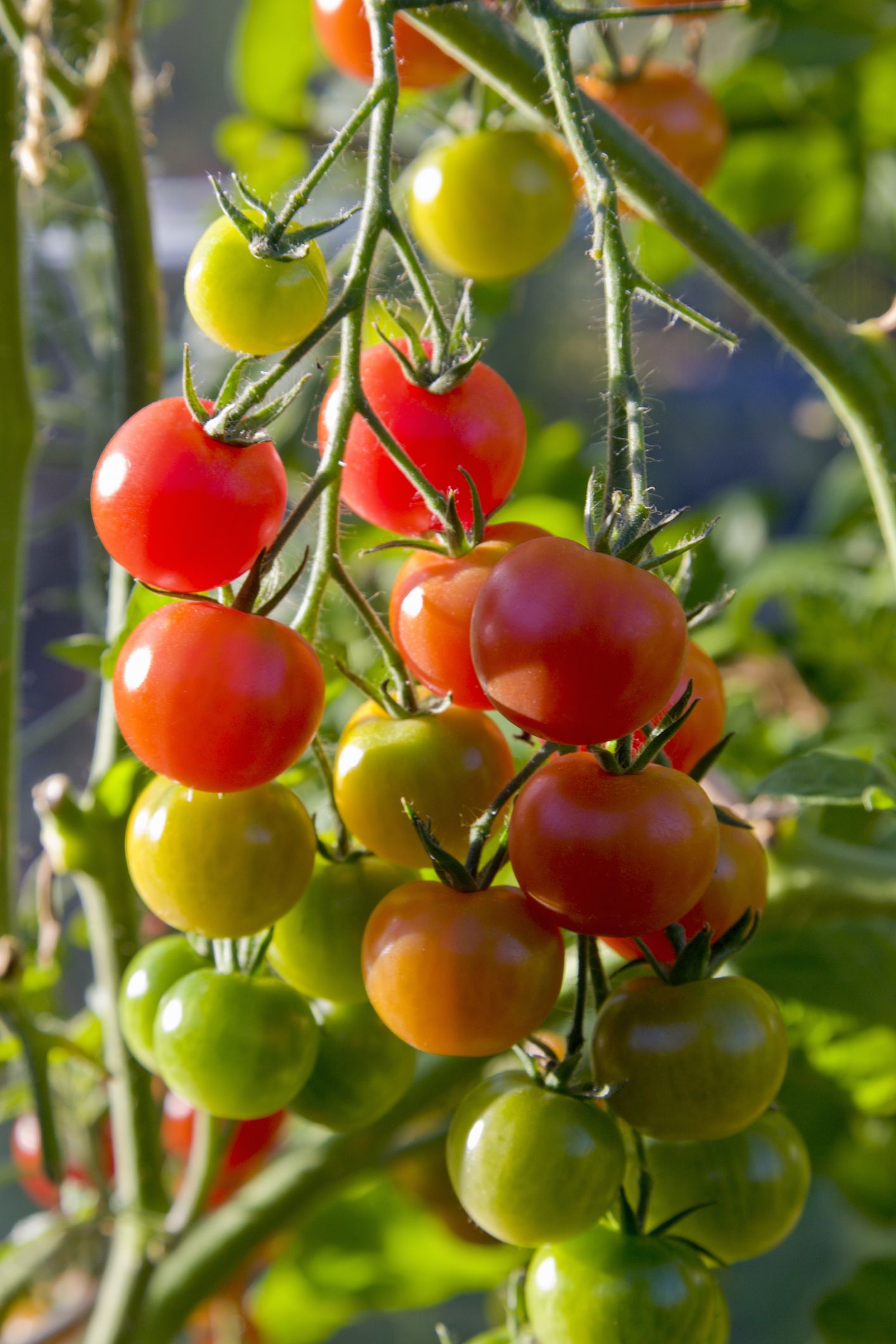 25 Best Vegetables to Grow - Easy Vegetables to Plant
