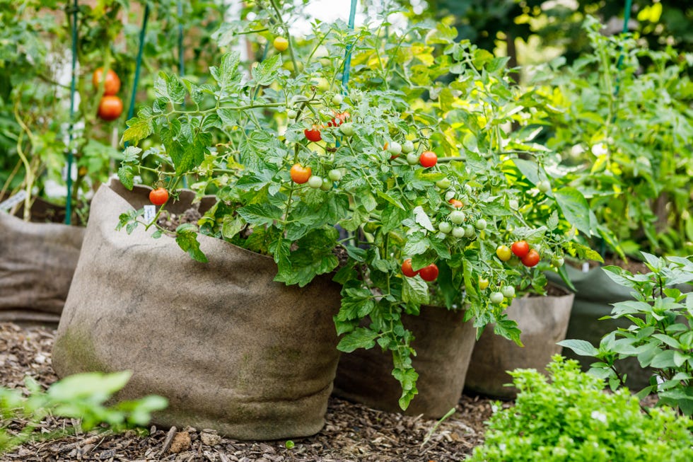 raised bed garden ideas grow bags