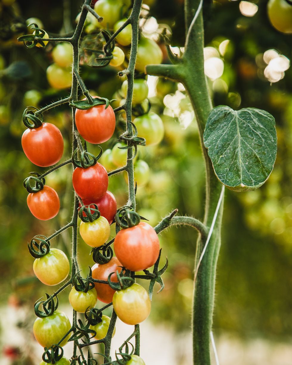 easiest vegetables to grow cherry tomatoes
