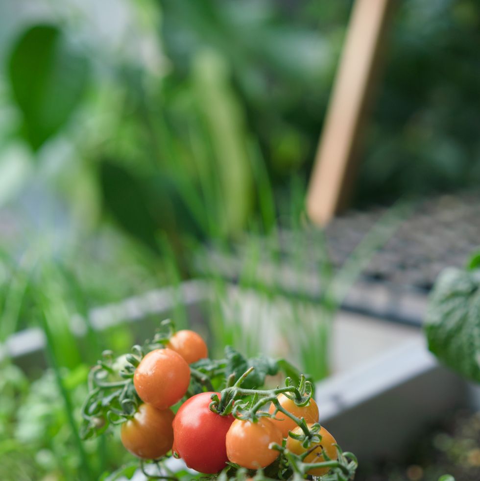 cherry tomatoes
