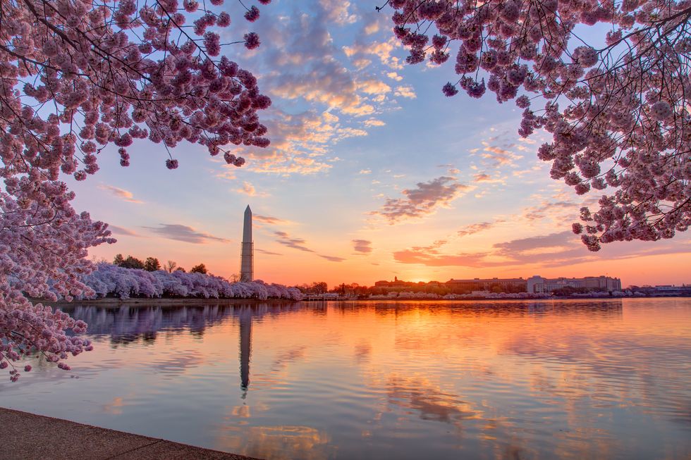 Cherry trees and cityscape at sunrise, Washington DC, Columbia, USA