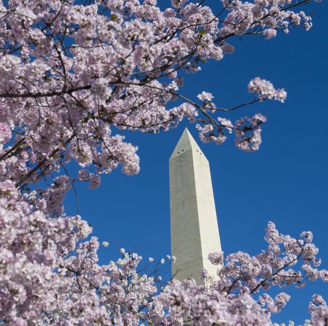 dc national mall cherry tress blossoms bloom