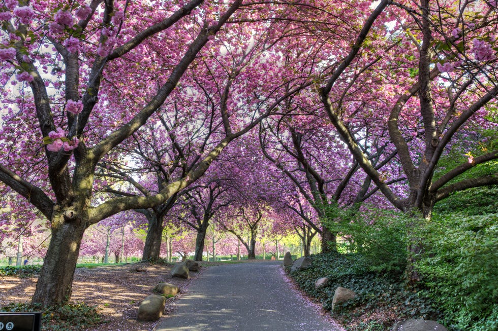 Best time to visit New York: Cherry blossom in spring
