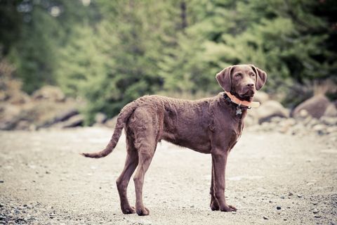what color looks good on a brown dog