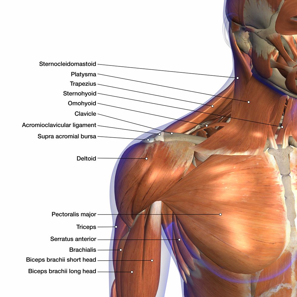 labeled human anatomy diagram of man's neck and shoulder muscles in an anterior view on a white background