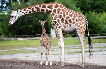 Chester zoo virtual tour