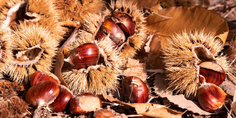chestnuts in the autumn wood