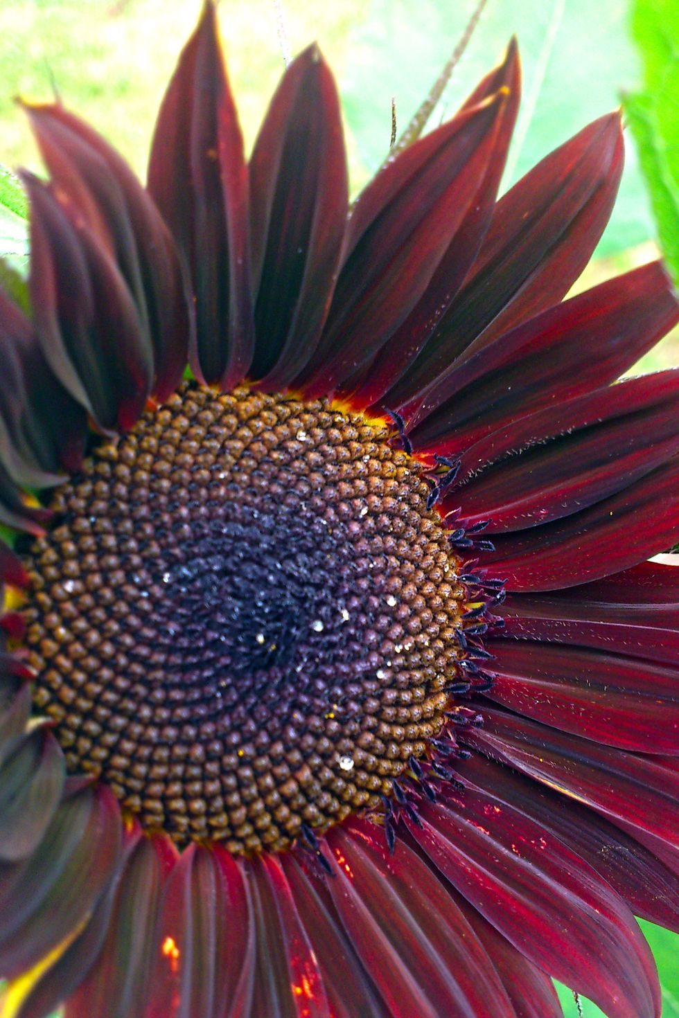 chianti sunflower types