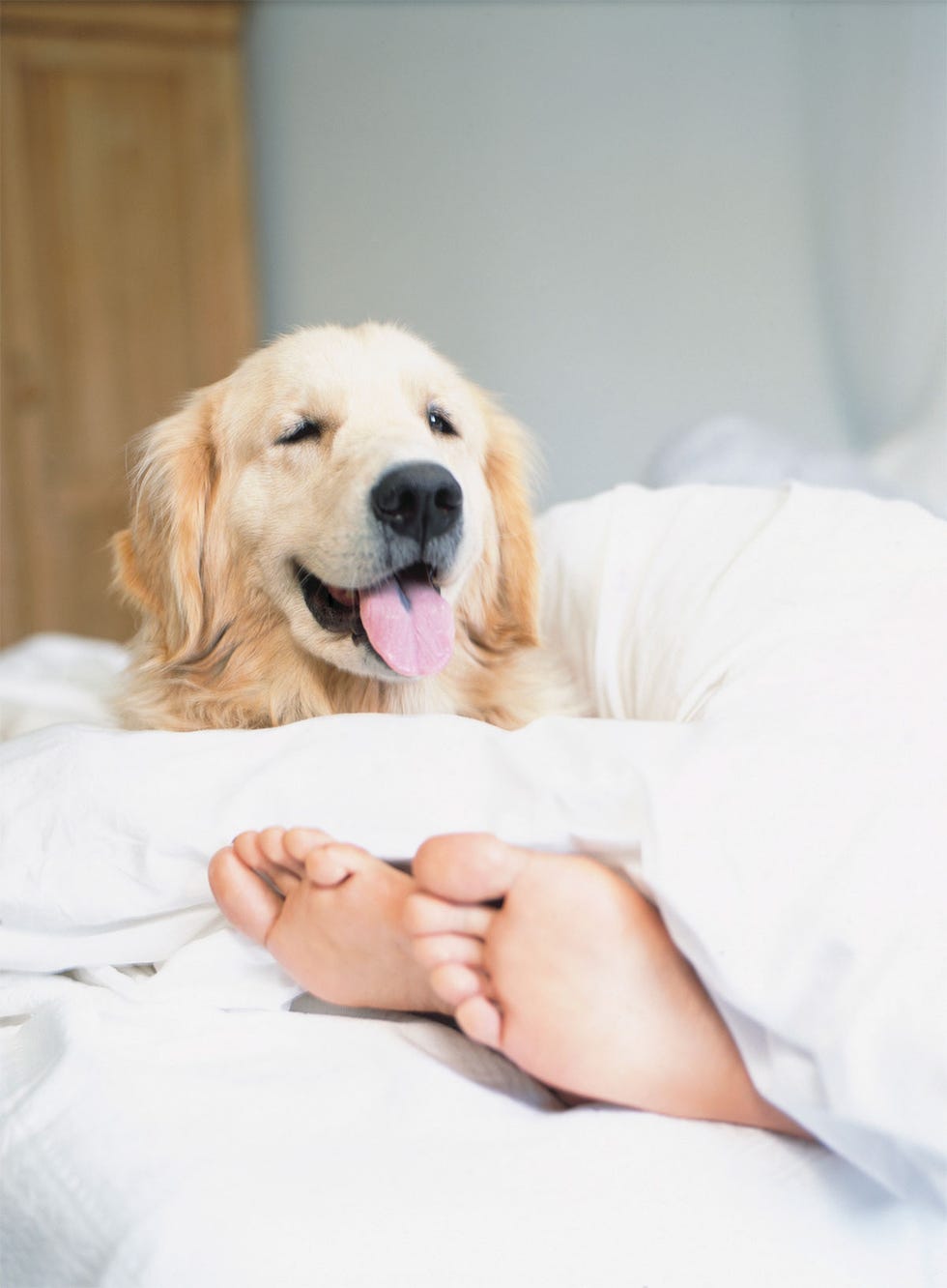 Perro a los pies de la cama velando sueño dueña 