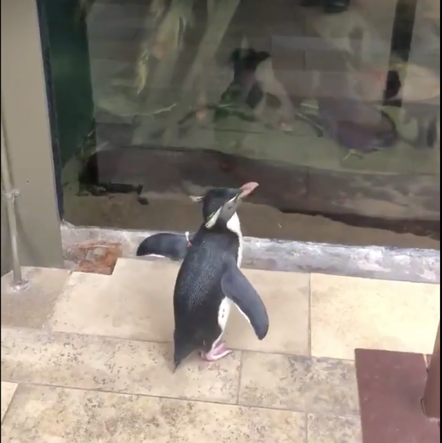 chicago aquarium penguins coronavirus