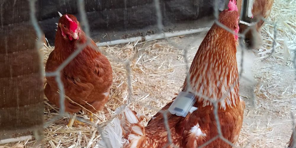 Chickens Wearing Backpacks | Chicken Mite Monitoring