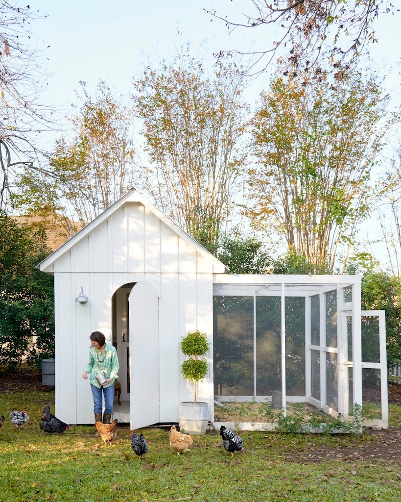 Top 20 Chicken Breeds for your Backyard Coop