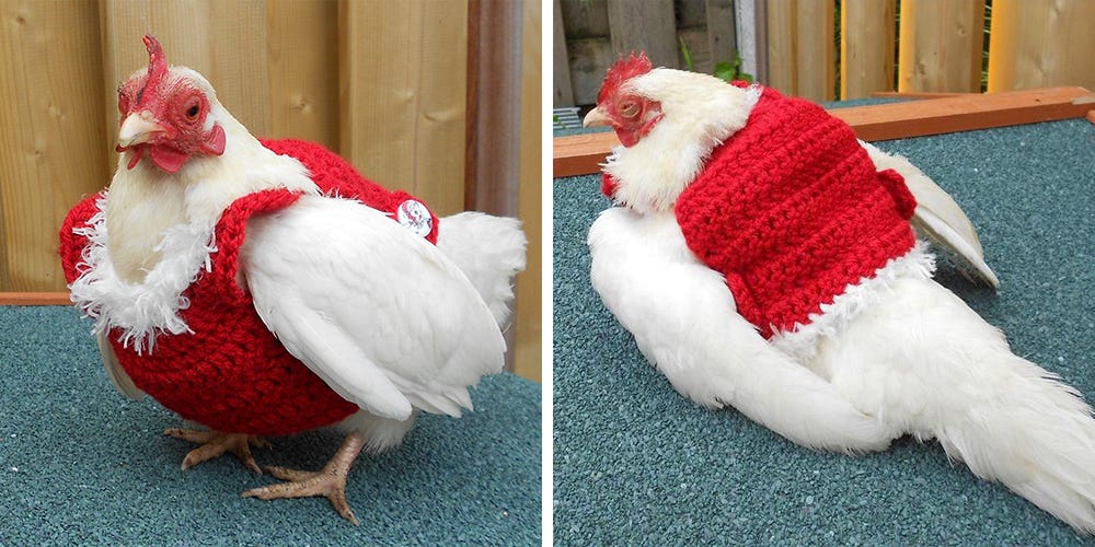 You Can Get a Christmas Sweater for Your Chicken, So They Can Be Cozy ...