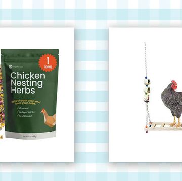 chicken nesting herbs and a chicken on a swing
