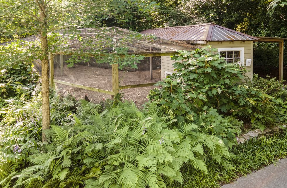 chicken coop and with attached large run in shady area surrounded by lush landscaping