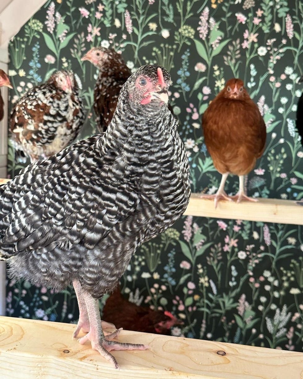 a group of chickens standing on wood roosting planks in coop in front of dark green botanical wallpaper