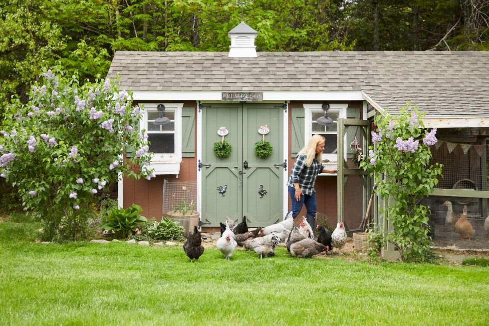 lisa steele and her flock outside her custom coop converted from a sturdy purchased shed