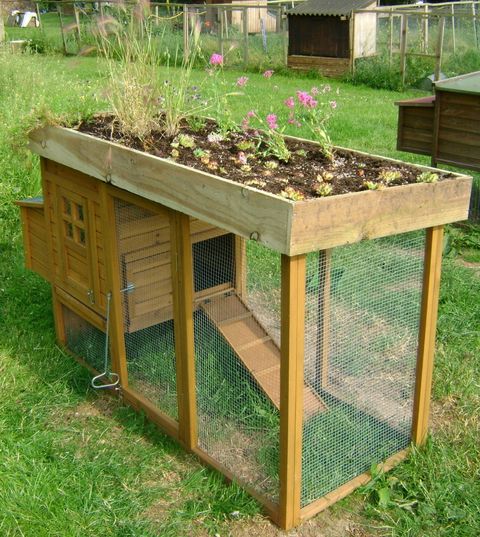raised bed on top of a chicken coop