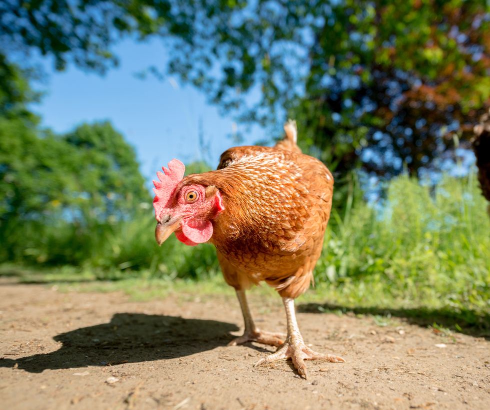 a low angle view of a hen in bright sunlight
