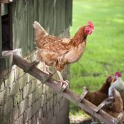 a free range hen walking down a wooden ladder from a henhouse to join the other chickens