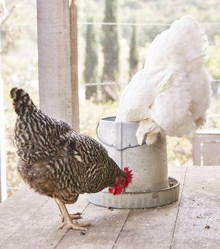 Photo of chickens eating