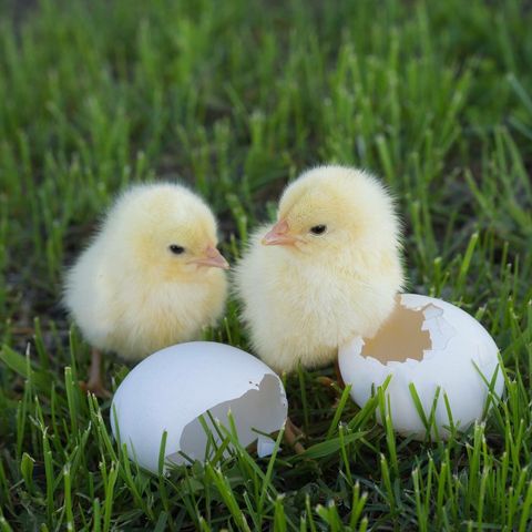 chicks on grassy field