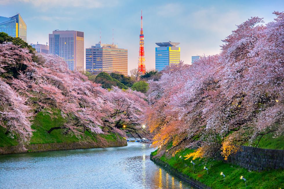cherry blossom holiday to japan