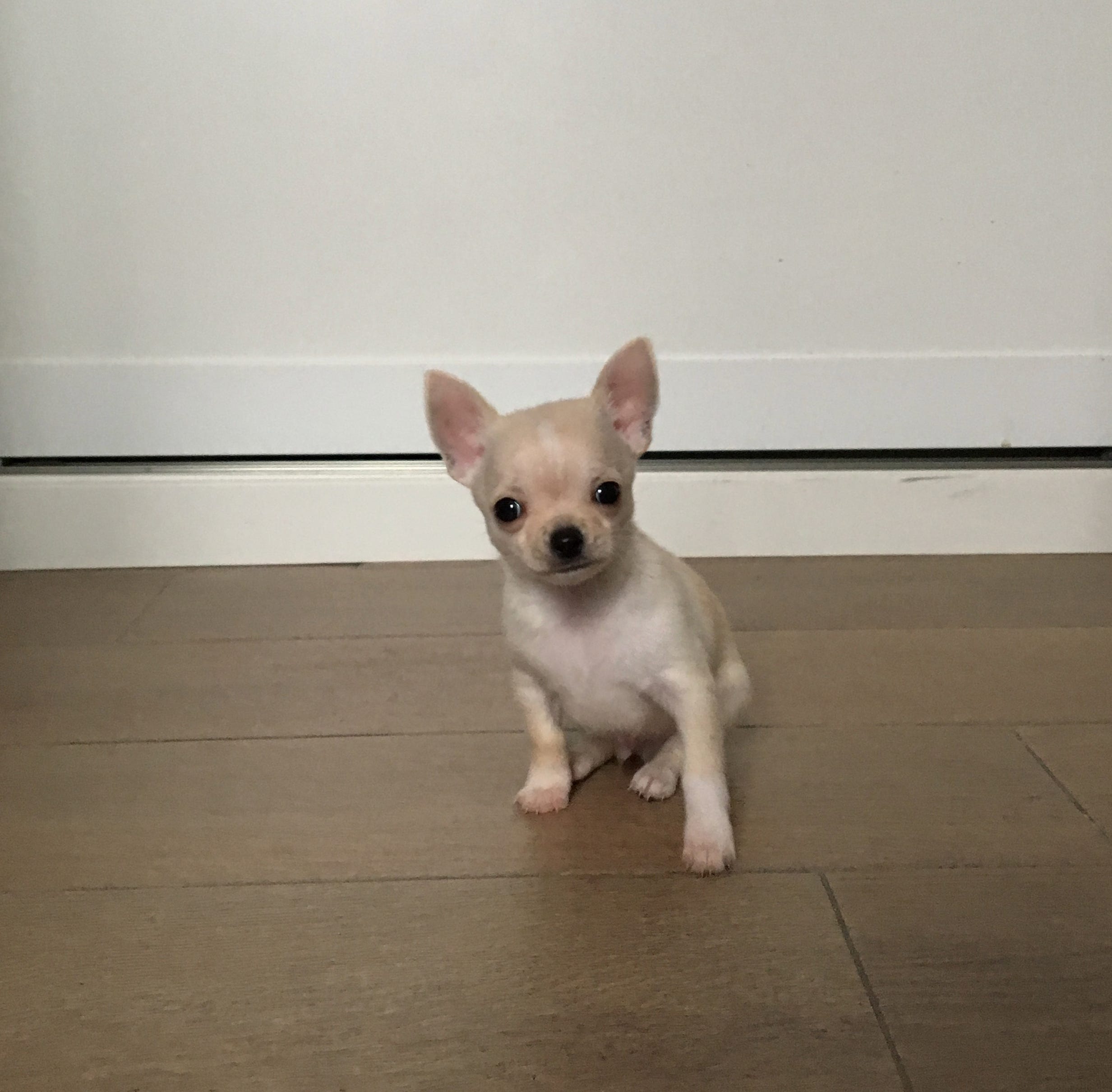 chihuahua
