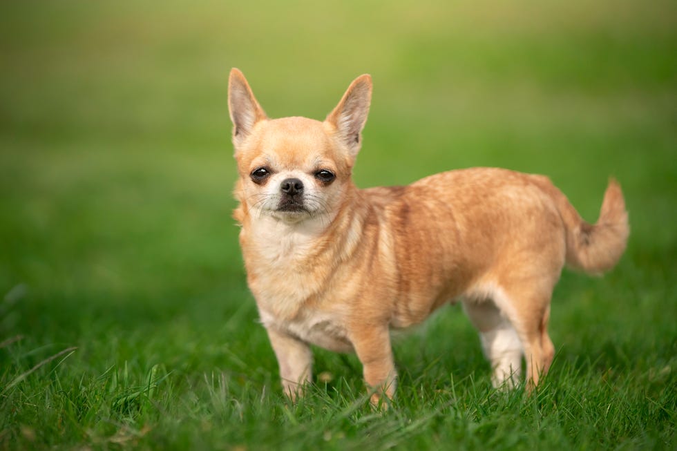 10 Most Popular Small Dog Breeds Perfect For Limited Space