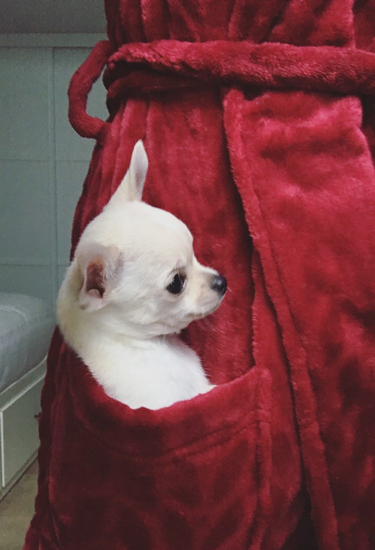 chihuahua
