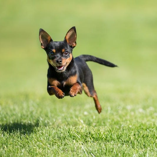 a small dark brown chihuahua running of the grass