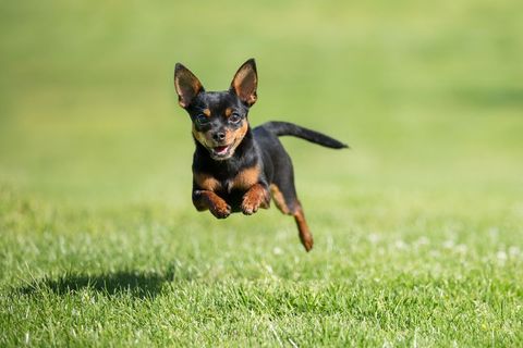 a small dark brown chihuahua running of the grass