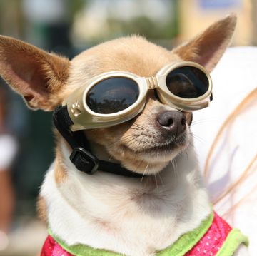 Chihuahua dog wearing protective eyewear