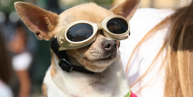 Chihuahua dog wearing protective eyewear