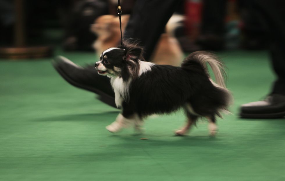 madison square garden hosts the 2010 westminster kennel club dog show