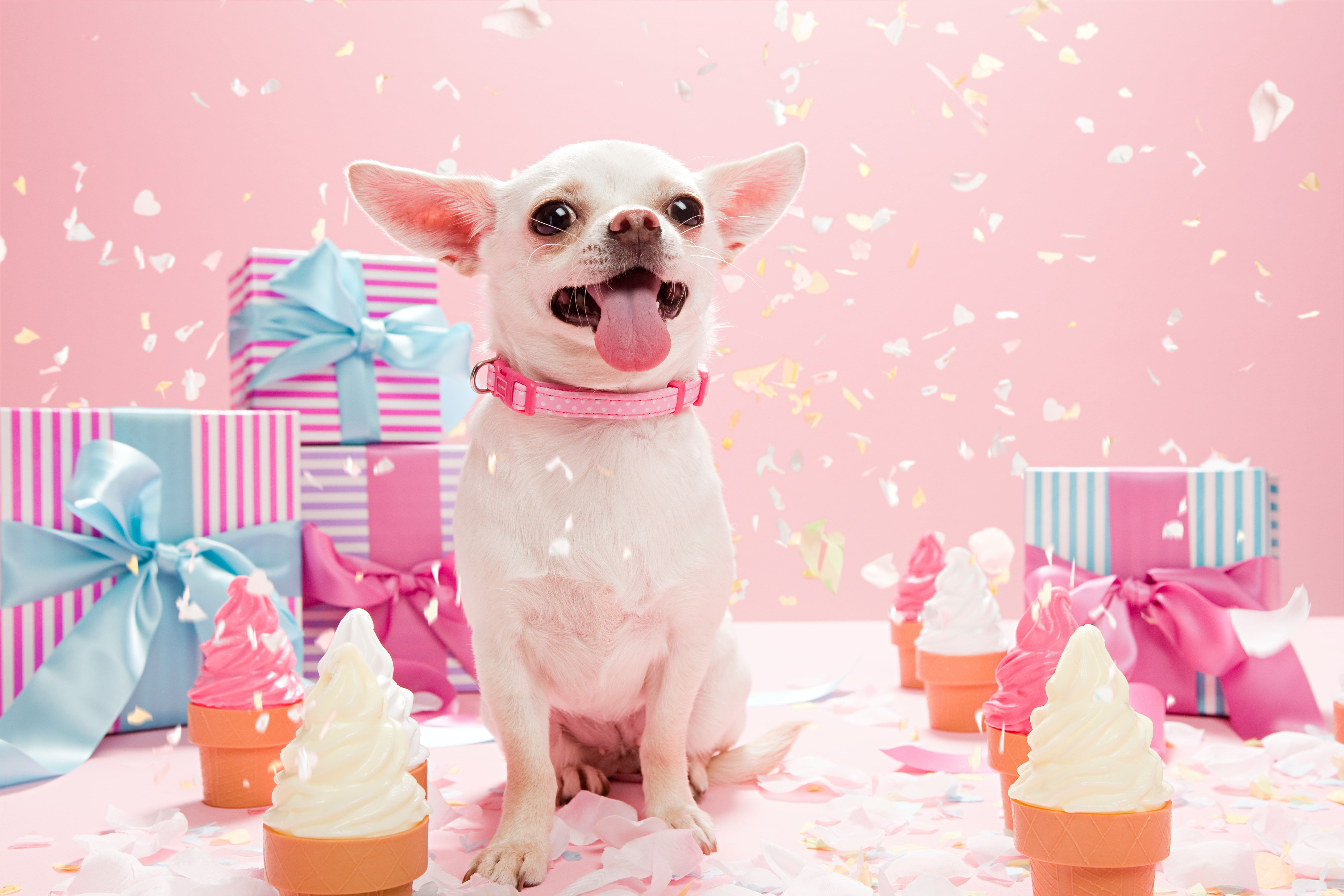 https://hips.hearstapps.com/hmg-prod/images/chihuahua-with-confetti-and-birthday-gifts-royalty-free-image-1689377281.jpg