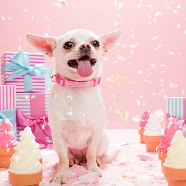 https://hips.hearstapps.com/hmg-prod/images/chihuahua-with-confetti-and-birthday-gifts-royalty-free-image-1689377281.jpg?crop=0.668xw:1.00xh;0.0855xw,0&resize=640:*