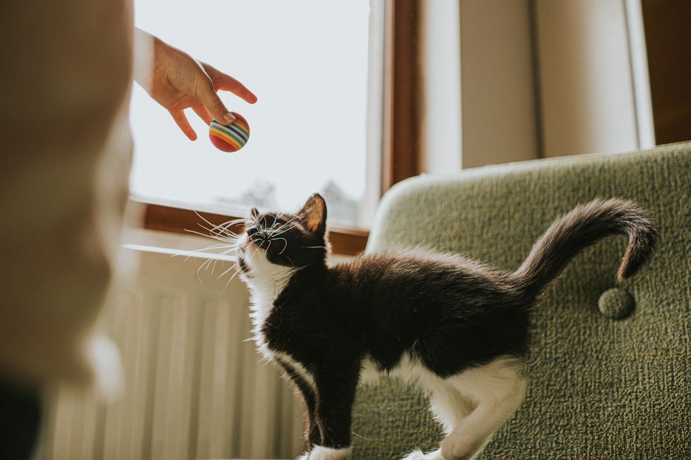 child gains kittens attention by holding a ball above him. he looks up curiously at it.