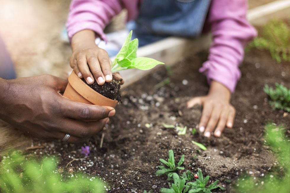 5 easy and colourful plants that are fun for children to grow
