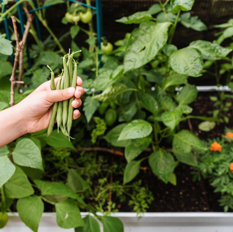 child holding handful of fresh picked string beans in front of vegetable garden