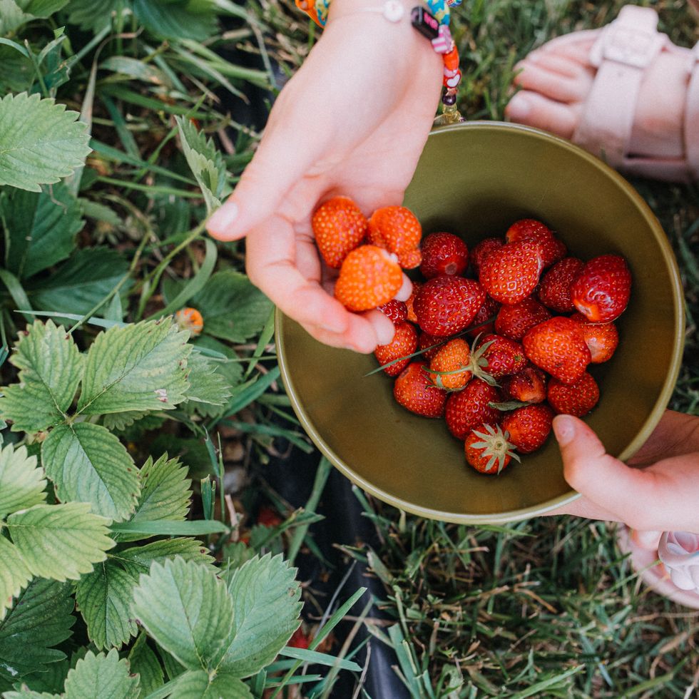 child picking strawberries