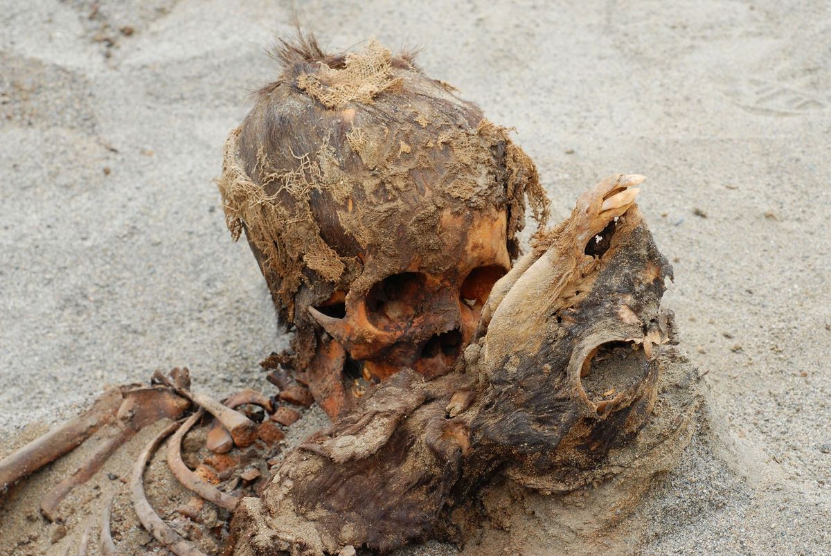 Slachtoffers van een gruwelijke gebeurtenis een kind links en babylama rechts waren onderdeel van een offer van meer dan 140 kinderen en 200 lamas bij de noordkust van Peru rond het jaar 1450 na Christus