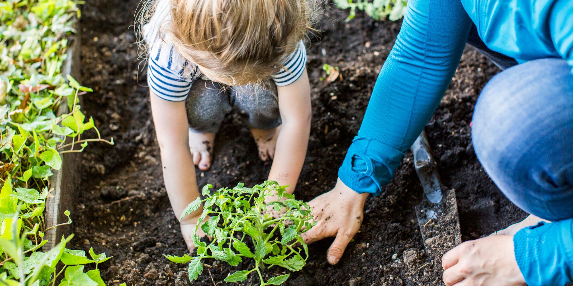 soil, gardener, gardening, plant, adaptation, compost, sowing