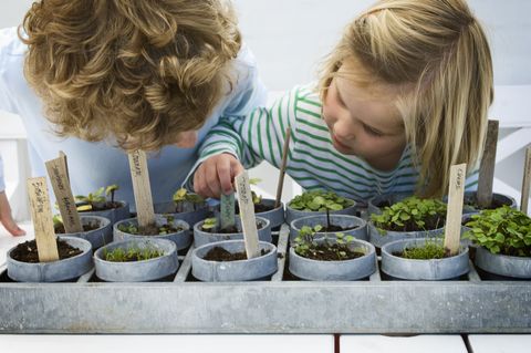 children looking at mixed potted seedlings part of series