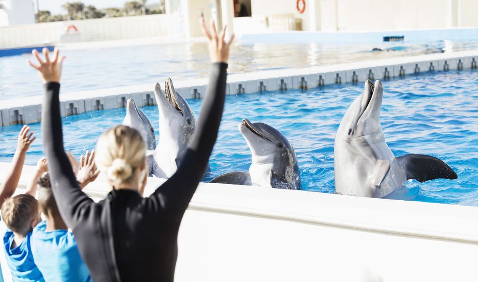 children on field trip, dolphins, trainer at marine park