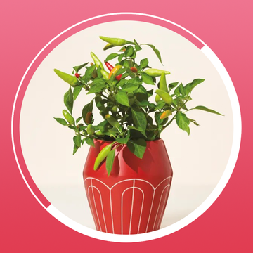potted chili plant
