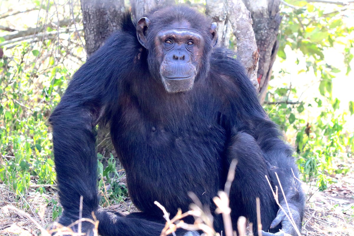 Science Reveals the Truth About Chimpanzee Strength – and Why Humans Can Compete