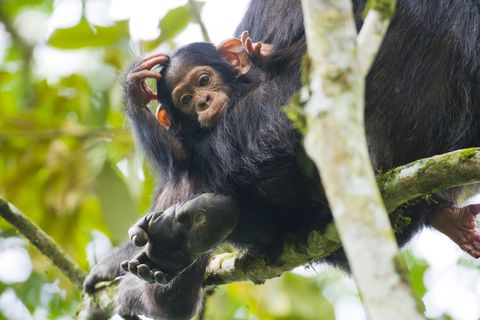 Chimpanzee and baby in tree.